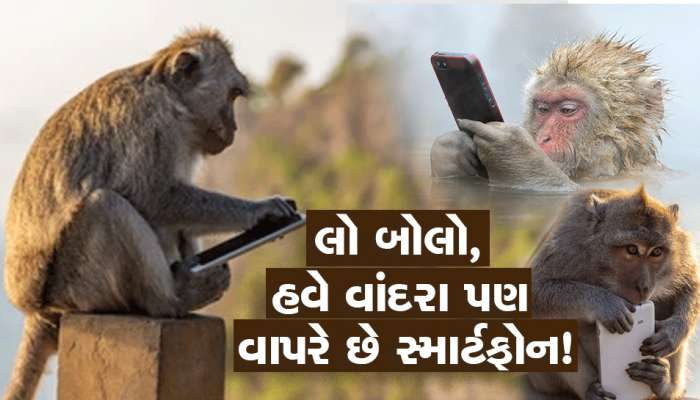 એ તો કેવી ગજબની વાત છે...હવે વાંદરા પણ મોબાઈલ વાપરે છે અને કરે છે ઓનલાઈન ઓર્ડર!