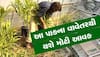 Agriculture: આ પાકની ખેતીમાં છે ડબલ ફાયદો, એક વર્ષની અંદર થઈ જશો માલમાલ