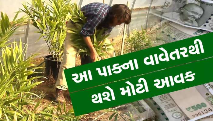 Agriculture: આ પાકની ખેતીમાં છે ડબલ ફાયદો, એક વર્ષની અંદર થઈ જશો માલમાલ