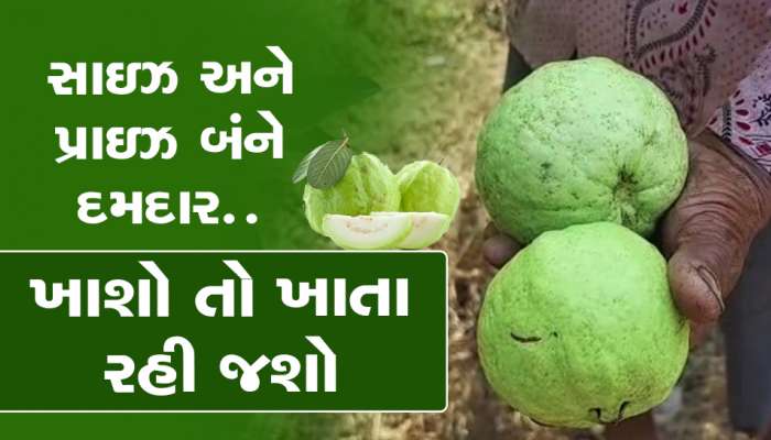 થાઇ મસાજ ખૂબ સાંભળ્યું...પણ આ ગુજ્જુ ખેડૂતે થાઇ જામફળની ખેતી કરી જમાવટ કરી દીધી