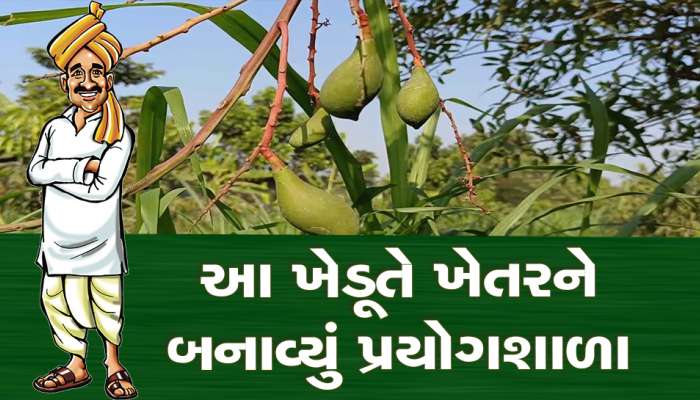 ખેતીની પ્રયોગશાળા: ખેડૂતે ગૌ આધારિત પ્રાકૃતિક ખેતી થકી આંબાવાડીમાં ઉગાડયા અનેક પાક