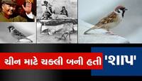 ચકલીઓના કારણે ચીનમાં અઢી કરોડ લોકોના મોત થયા, શું તમને ખબર છે, વાંચો આ રસપ્રદ અહેવાલ