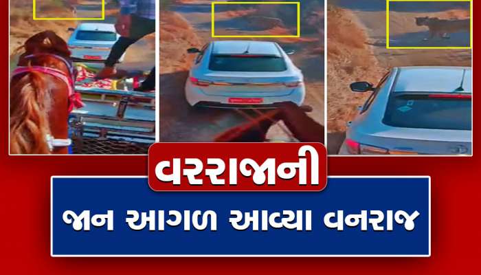આગળ વનરાજા, પાછળ વરરાજા.... ગીરમાં પહેલીવાર જોવા મળ્યું આવુ દ્રશ્ય