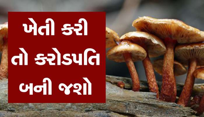 Most Expensive Mushroom: આ છે દુનિયાના સૌથી મોંધા મશરૂમ, એડવાન્સમાં થાય છે બુકિંગ