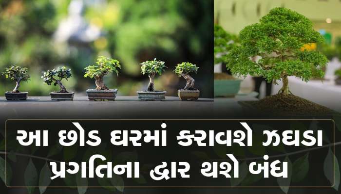Vastu Plants: ઘરમાં લગાવેલા આ છોડને કેમ મનાય છે અશુભ...જાણો કારણ