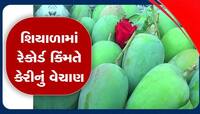 પોરબંદરમાં કાતિલ ઠંડી વચ્ચે યાર્ડમાં આવી કેસર કેરી, એક કિલોનો ભાવ જાણીને ચોંકી જશો