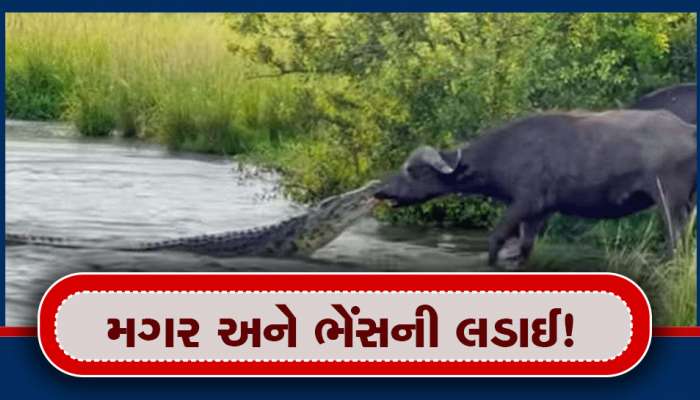 Crocodile Buffalo Fight: ક્યારેય નહીં જોઈ હોય મગર અને ભેંસની આવી લડાઈ, લાખો લોકોએ જોયો વાયરલ વીડિયો