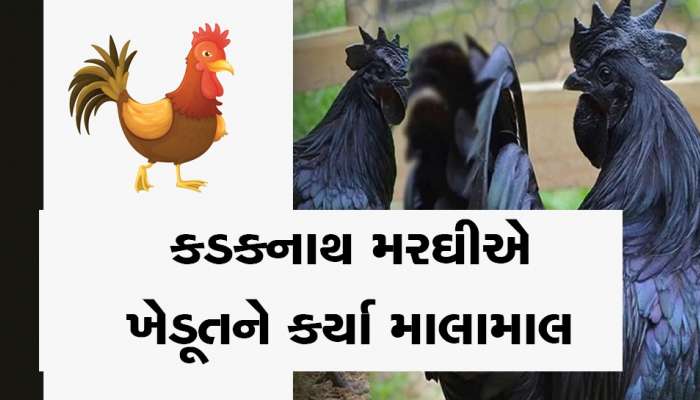 કડકનાથ મરઘીથી ચમકી ગયું ખેડૂતનું ભાગ્ય, એક વર્ષમાં કરી 25 લાખની કમાણી