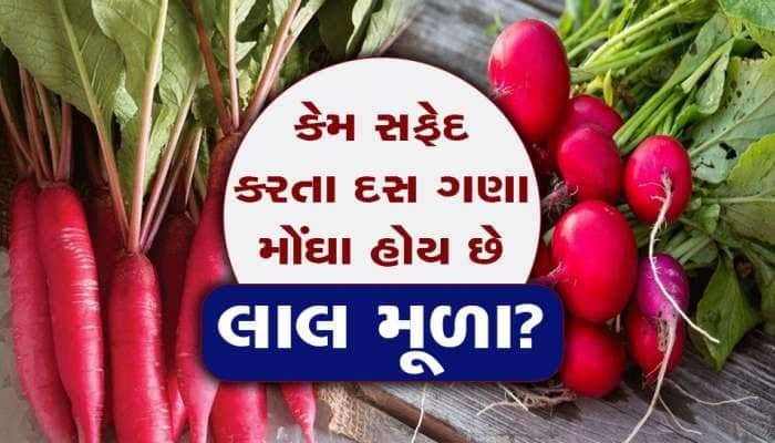 શું તમે ક્યારેય લાલ મૂળા ખાધા છે? ખાઈને જુઓ દવા કે ડોક્ટરની ક્યારેય નહીં પડે જરૂર!