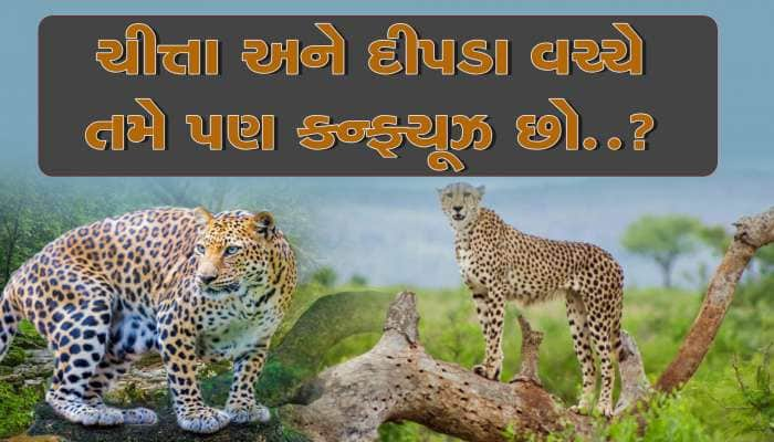 Leopard vs Cheetah: શું તમે પણ દીપડા અને ચીત્તા વચ્ચે કન્ફ્યૂઝ છો? આ છે તફાવત