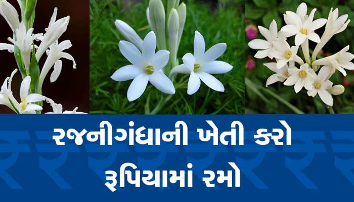 Rajnigandha Farming: રજનીગંધાની ખેતીથી કોઈ ઉત્તમ કમાણી, બજારમાં હાઈ રેટ પર વેચાય છે ફૂલ