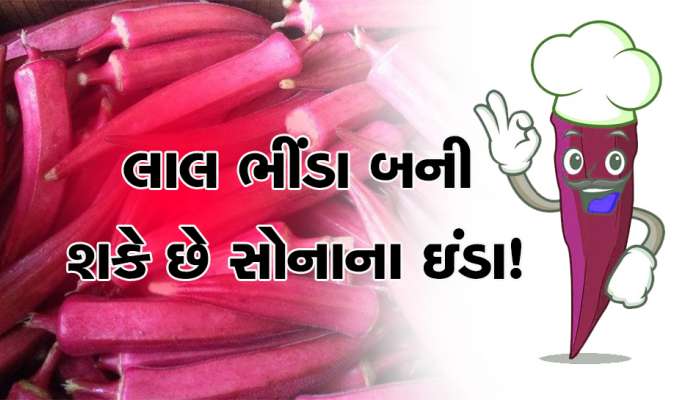 એક ઝાટકામાં બની જશો કરોડપતિ, લાલ ભીંડા આપને 40 દિવસમાં કરી દેશે માલામાલ!