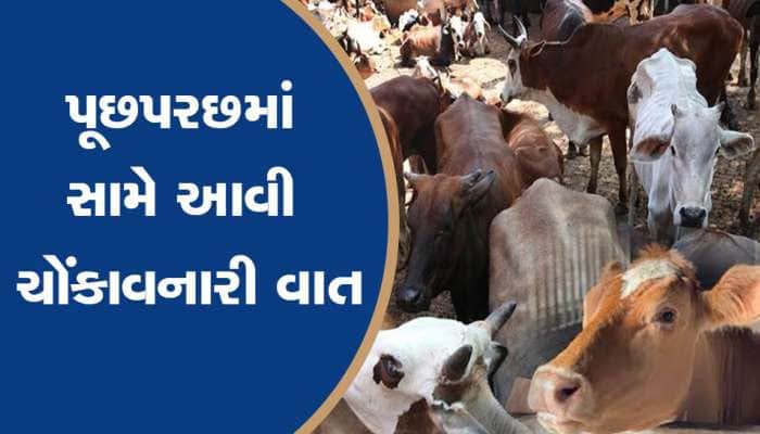 60 વર્ષીય આધેડે ગાય સાથે કર્યું દુષ્કર્મ, હવસખોરની થઈ ધરપકડ