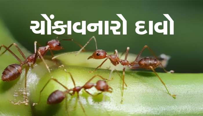 Ants Can Detect Scent Of Cancer: હવે કીડીઓ શોધી કાઢશે કેન્સરની બીમારી, મોંઘા ટેસ્ટ કરવાની નહીં પડે જરૂર!
