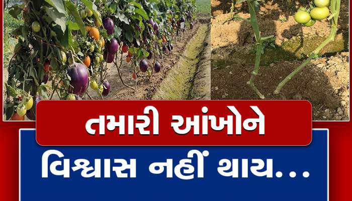 Agriculture Growth: વૈજ્ઞાનિકોએ શોધી ગજબની ટેકનિક! એક જ છોડ પર ઉગશે બટાટા-ટામેટા, ખેડૂતોને થશે આવક ડબલ