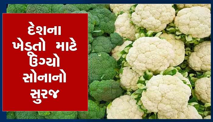 Cauliflower Flower: હવે એક એક ફૂલાવરનું વજન હશે 3 કિલો, વૈજ્ઞાનિકોનો આ પ્રયોગ સફળ રહ્યો, આવકમાં થશે 3 ગણો વધારો!
