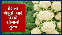 ફૂલાવરમાં વૈજ્ઞાનિકોનો આ પ્રયોગ સફળ, ખેડૂતોની આવકમાં હવે થશે 3 ગણો વધારો