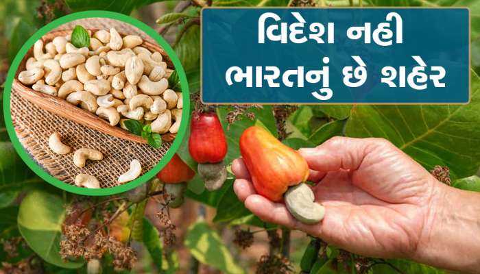 અહીં બટાકા-ડુંગળીના ભાવે વેચાય છે કાજુ, ભાવ છે 30 થી 50 રૂપિયે કિલો