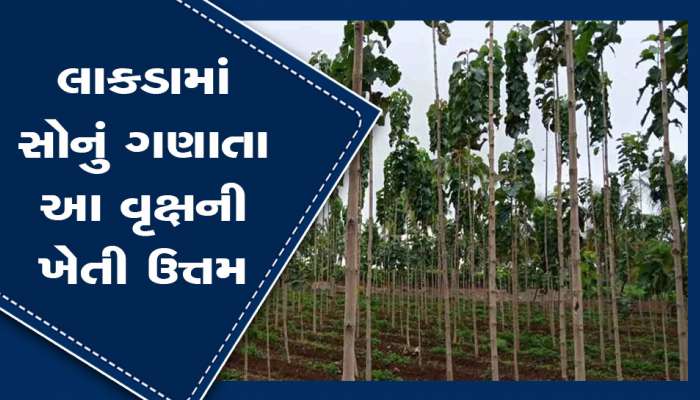 આ વૃક્ષની ખેતીથી થાય છે કરોડોની કમાણી, એક એકરમાં વાવેતર કરો તમારા બાળકોને કમાવવાની નહીં પડે જરૂર