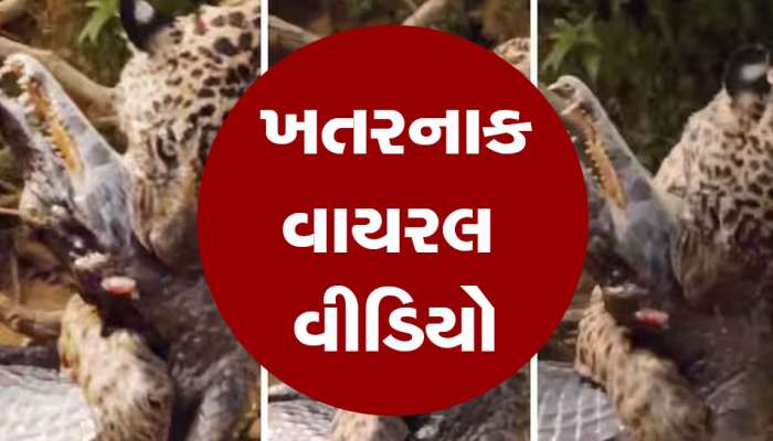 એક કૂદકો મારીને જગુઆરે મગરની બોચી પકડી લીધી, પછી જે થયું... વાયરલ થયો Video