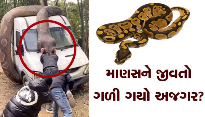 માણસને જીવતો ગળવાનો અજગરનો Video વાયરલ, જોઈને હાજા ગગડી જશે