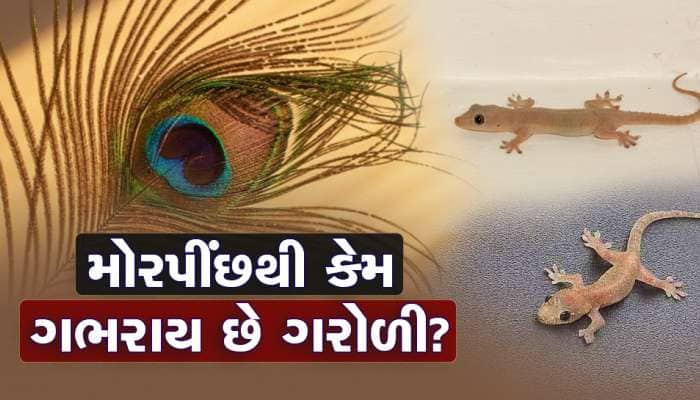 Home Remedies: આટલું કરશો તો ઉંભી પૂંછડીયે ભાગી જશે ગરોળી, પાપ પણ નહી લાગે