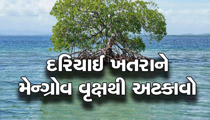 વલસાડ પર મોટો ખતરો, ગુજરાતના નક્શામાંથી ગાયબ થતુ બચાવવું હોય તો આ વૃક્ષ બનશે સંજીવની