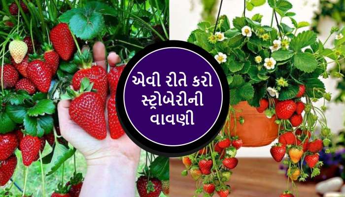 માત્ર 40 દિવસમાં કરોડપતિ બનાવી દેશે સ્ટ્રોબેરીની ખેતી, ક્યારે- કેવી રીતે લેશો પાક?