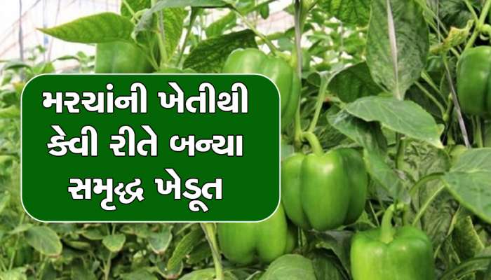 કેપ્સિકમનું આ બિયારણ આપશે અઢી ગણું વધારો ઉત્પાદન, વૈજ્ઞાનિકો ખેડૂતોને કરશે માલમાલ