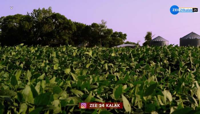 માત્ર 40 દિવસમાં માલામાલ કરી દેશે સ્ટ્રોબેરીની ખેતી!, જાણો કેવી રીતે લેશો પાક?
