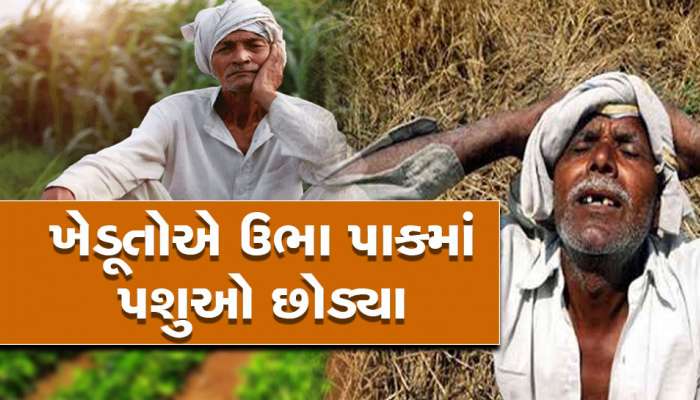 ખેડૂતો બેહાલ! બાળકની ચોકલેટ કરતાં પણ સસ્તામાં વેચાય છે ગુજરાતમાં લસણ અને કોબીજ