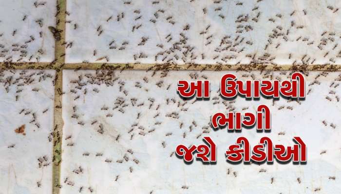 ઘરમાં ઉભરાતી કીડીઓથી પરેશાન છો, આ 5 ઘરેલુ નુસ્ખા અજમાવો, સમસ્યામાંથી મળશે છૂટકારો