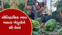ગુજરાતના આ ખેડૂત માટે કેળ બન્યું કલ્પવૃક્ષ! કેળાની ખેતી સાથે કરી લાખોની કમાણી!