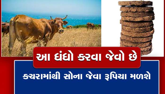 ગાયના ગોબરમાં લક્ષ્મીનો વાસ અમસ્તુ નથી કહેવાયું... આ બિઝનેસથી છપ્પર ફાડકે કમાણી થશે