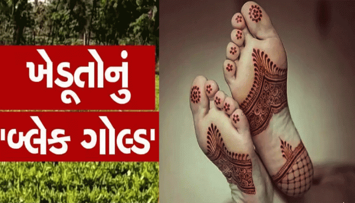 નોકરી-ધંધાની ચિંતા છોડો, ખેતરમાં આ વસ્તુ વાવો અને લાખો રૂપિયા કમાઓ!