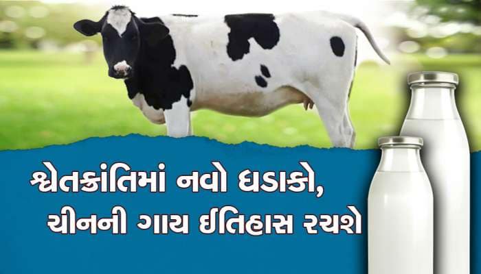 હવે ચીનમાં વહેશે દૂધની નદી, ક્લોનિંગ બાદ જન્મેલુ 3 વાછરડું વર્ષે 1000 ટન દૂધ આપશે