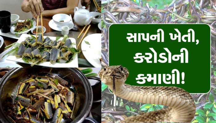 આ ગામમાં થાય છે ઝેરીલા સાપની ખેતી, આખું ગામ બની ગયું અમીર