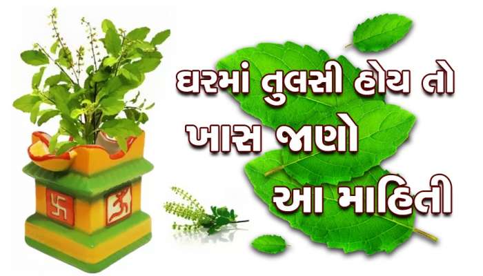 Tulsi Bad Indiacation:  સાવધાન! તુલસીનું સૂકાવવું મનાય છે અશુભ, ખરાબ દિવસોની શરૂઆતના સંકેત