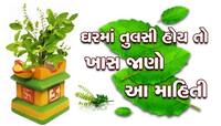 સાવધાન! તુલસીનું સૂકાવવું મનાય છે અશુભ, ખરાબ દિવસોની શરૂઆતના સંકેત
