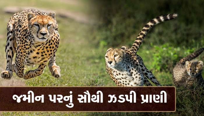The Fastest Running Animal: જમીન પર રહેતા પ્રાણીઓમાં કોણ છે રફતારનો શહેનશાહ?