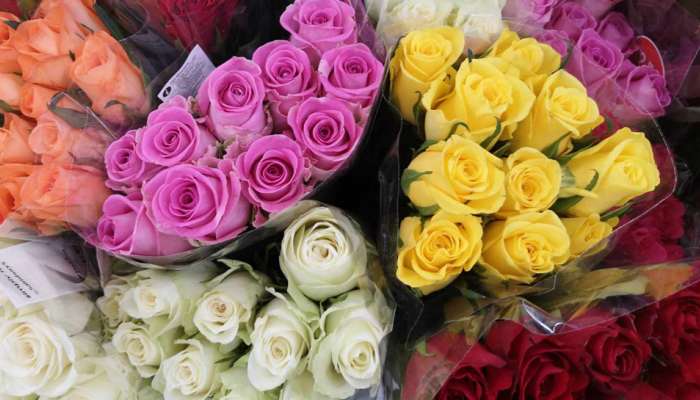 Rose Day: જાણો કયા રંગના ગુલાબમાં શું છૂપાયેલો છે Massage 