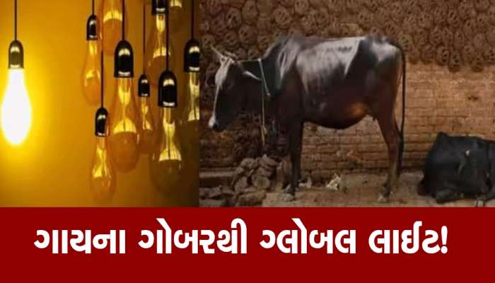 હવે ગાયના છાણથી ચમકશે તમારા ઘર અને ઓફિસની લાઈટો! ગ્લોબલ બન્યુ ગાયનું ગોબર