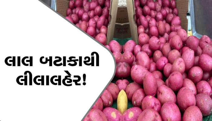 લાલ બટાકાની ખેતીથી મહિને કરો લાખોની કમાણી, જાણો આ સરળ પ્રક્રિયા