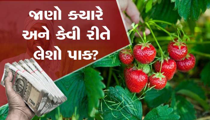 ગુજરાતમાં પણ ઊગી શકે છે સ્ટ્રોબેરી! માત્ર 40 દિવસમાં લાખોની કમાણી કરે શકે છે ખેડૂતો