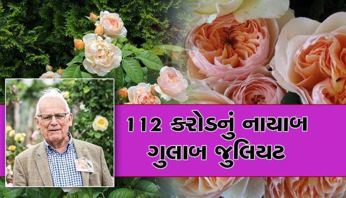 અદભૂત!!! 15 વર્ષે ખીલે છે દુનિયાનું સૌથી મોંઘું ગુલાબ, જાણો કેવી રીતે થાય છે ખેતી