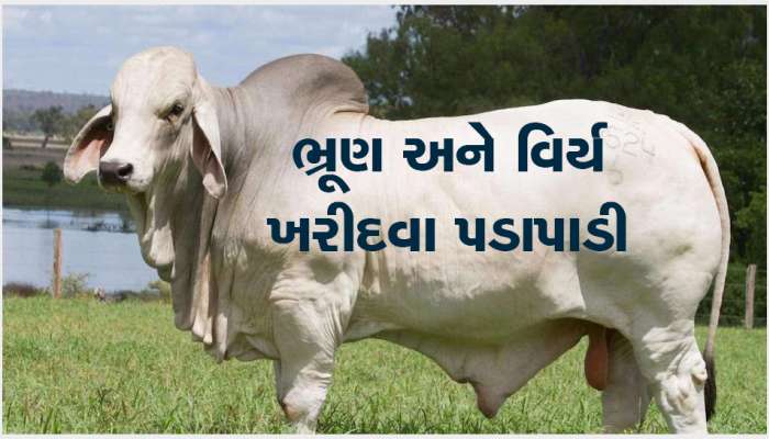 નવાઈ પમાડે એવી વાત: મર્સિડિઝ ખરીદી શકાય એટલી કિંમતમાં ખરીદ્યું બળદનું વીર્ય