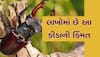 Stag Beetle: લક્ઝરી કાર્સ કરતા પણ મોંઘો છે 2 ઈંચનો કીડો, કિંમત જાણીને ઉડી જશે હોશ