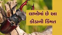 લક્ઝરી કાર્સ કરતા પણ મોંઘો છે 2 ઈંચનો કીડો, કિંમત જાણીને ઉડી જશે હોશ