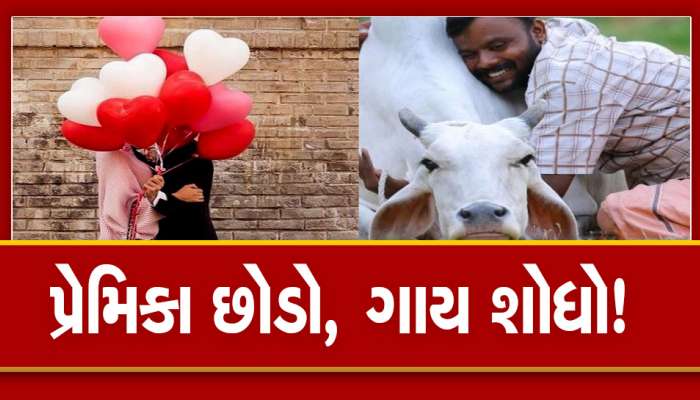 હવે ગાય સાથે સેલ્ફી! ગુજરાત સહિત દેશમાં વેલેન્ટાઈન ડેને 'કાઉ હગ ડે' ના અનોખા કોન્સેપ્ટ સાથે ઉજવાશે! 
