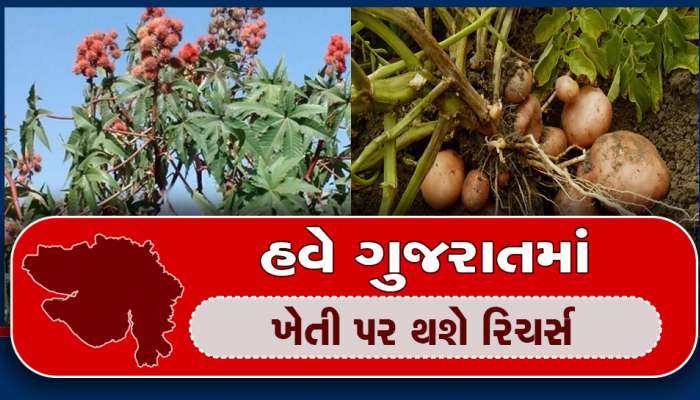 ઉત્તર ગુજરાતનો ડંકો સમગ્ર દેશમાં વાગશે! આ યુનિ.માં વિવિધ પાક પર થશે રિચર્સ, જાણો લોકોને શું થશે ફાયદા?